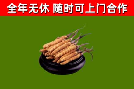 新宾回收冬虫夏草