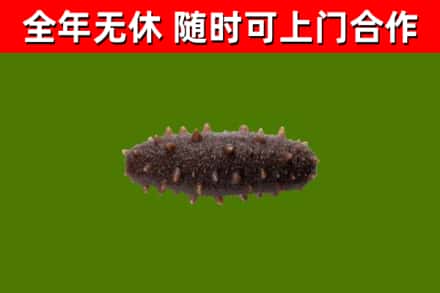 新宾回收海参干